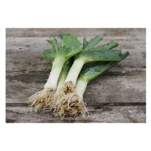 PREMIER SEEDS DIRECT - Leek - MUSSELBURGH - 1000 Finest Seeds - Very Hardy