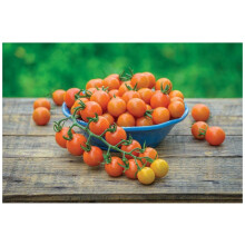 PREMIER SEEDS DIRECT - Tomato Honeycomb F1 (120 Seeds)