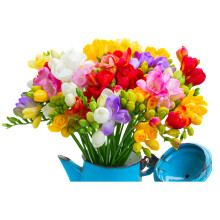 10x Freesia Double Mix Summer Flowering Bulbs Colourful Garden Plant Corms Wedding Fragrant Cut Flowers Size 6/7