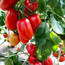 Suttons Tomato Seeds - Crimson Plum F1, Tomato Seeds, Solanum lycopersicum, 10 Seeds per Pack, Grow Your own, Ideal for beds, Borders, Patio pots, co
