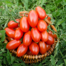 Tomato 'Nagina' F1 Seeds - Blight-Resistant Plum Tomatoes - Solid, Meaty Flesh - Rich, Deep Flavor - High-Yield Outdoor Variety - Versatile F1 Hybrid