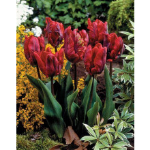Tulip Bulbs for Planting Now UK Strong Plants That Grow Well Mix Golden Jade Carving Feels Perfect UK Now Simple Planting Perennial