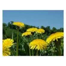 PREMIER SEEDS DIRECT - Dandelion - 2.2 GRAM Approx 2640 Seeds - TARAXACUM OFFICINALE - Tortoise Food