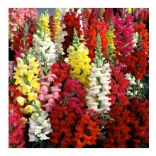 PREMIER SEEDS DIRECT - ANTIRRHINUM - Snapdragon - Tetra Mixed (12 Grams)