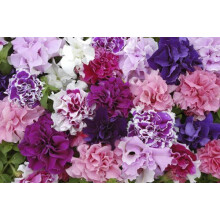 Just Seed - Flower - Petunia - Double Pirouette Mixed - 30 Pelleted Seeds
