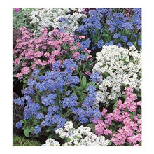 PREMIER SEEDS DIRECT - Forget ME NOT - Myosotis ALPESTRIS - Mixed 1.7 GM ~ 2600 Seeds