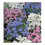 Houseplant Potting Mix (Enriched with Seramis) 1