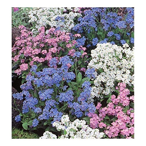 Houseplant Potting Mix (Enriched with Seramis)