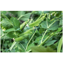 PREMIER SEEDS DIRECT - PEA - SUGAR SNAP PEA - DELIKETT - 250 SEEDS