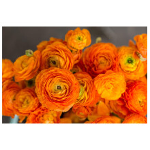 10x Ranunculus Asiaticus Orange Persian Buttercup Spring Summer Flowering Aviv Perennial Garden Bulbs Hardy Corms Size 5/6