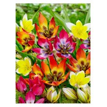 Oliwier's Bulbs 10x Dwarf Tulip Mixed Early Spring Flowering Botanical Tulip Mix Bulbs Beautiful Rockery Garden Patio Balcony Ready for Planting Now