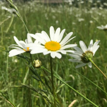 Ox-Eye Daisy Seeds - 1000 Native UK Wild Flower Seeds for Attracting Birds, Bees, Pollinators, Suitable for Planting and Growing Outdoors in Meadows,