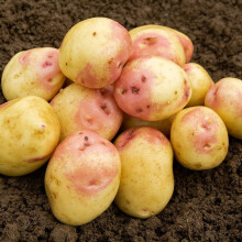 PREMIER SEEDS DIRECT - King Edward Seed Potato - 1 KG - Approx 11 TUBERS - Grow Your Own - Main Crop Potatoes