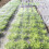 Hyundai Maxmoc Garden Netting, Fine Mesh Insect Netting 3M x 5M 4