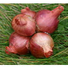Onion/Shallot Large Sets 500g Bag (Onions ~70 Bulbs) / (Shallots 20-30 Bulbs), Red Biztro Shallot Sets 500g Bag (Shallots ~15 Bulbs)