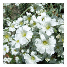 PREMIER SEEDS DIRECT - Cerastium Tomentosum Seeds - Snow in Summer (15,000 Seeds)