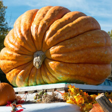 PREMIER SEEDS DIRECT - Pumpkin Seeds - Dills Atlantic Giant (Large
