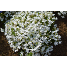PREMIER SEEDS DIRECT - LOBELIA - TRAILING - WHITE LADY - 0.4 GRAM ~ APPROX 12,000 FLOWER SEEDS