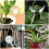 Heiqlay Plant Watering Devices, 6 Pack Self Watering System for 4