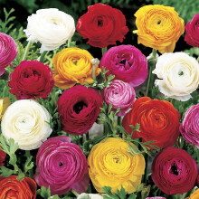 YouGarden Mixed Colour Ranunculus, Set of 75 Bulbs, Size 3/4, Ready to Plant for Summer Flowering, Bedding Bulbs to Grow in Garden Borders and Patio