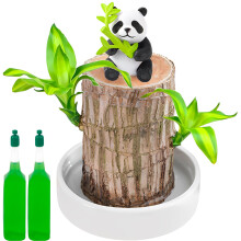 Brazilian Wood Plant, Bamboo Plant Brazilian, Lucky Brazilian Wood Hydroponic Potted Tree Stump Indoor Air Purifying Magic Sprouting Natural Decorati