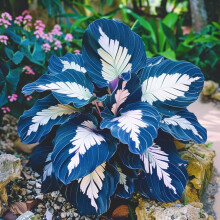 Brilliant Hosta Bulbs Mix for Planting Now UK/Strong Plants That Grow Well/Home Decoration/Professional Planting,Natural Organic/Rapid Growth Stunnin