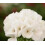 Just Seed - Flower - Geranium - Sprint White F2-10 Seed 1