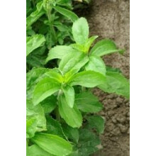 Just Seed Herb - Stevia - Sweet Herb - Sugar Plant - 40 Seeds