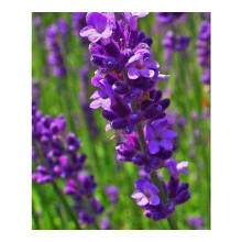 PREMIER SEEDS DIRECT - Lavender - Lavendula ANGUSTIFOLIA - MUNSTEAD Dwarf - 600 Seeds