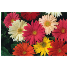 PREMIER SEEDS DIRECT - Gerbera - JAMESONII HYBRIDS Mix - 110 Seeds