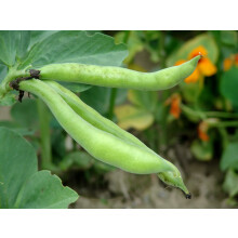 Just Seed Broad Bean - The Sutton Dwarf - 50 Seeds