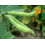 Just Seed Broad Bean - The Sutton Dwarf - 50 Seeds 1