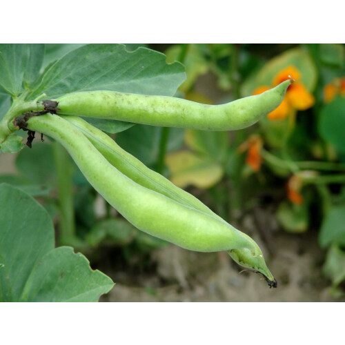 Just Seed Broad Bean - The Sutton Dwarf - 50 Seeds