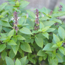 PREMIER SEEDS DIRECT - HERB - BASIL - THAI LARGE LEAVED - 2.5