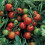 Tomato red alert bush seed by Thompson and Morgan 1