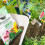 Miracle-Gro Miracle-Gro Performance Organics All Purpose PEAT FREE Compost, 40L, White 3