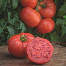 Pretty Wild Seeds - Tomato Burlesque F1 Seeds Beefsteak Type Blight Resistant
