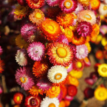 Strawflower 'Forever Mix' – Hardy Annual, Long-Lasting Blooms 1 Packet x 850 Seeds by Suttons
