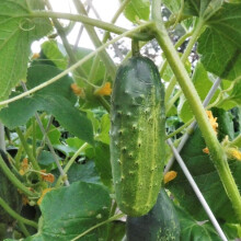 PREMIER SEEDS DIRECT - Cucumber - MARKETMORE 76-100 Finest Seeds