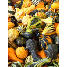 PREMIER SEEDS DIRECT - Gourd Seeds - Ornamental Small Mixed (200 Seeds)