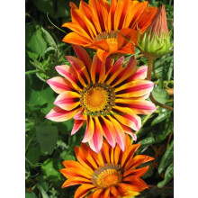 PREMIER SEEDS DIRECT - Gazania - Sunshine Hybrid Mix - 140 Seeds - Annual