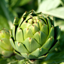PREMIER SEEDS DIRECT - Vegetable Artichoke - GROS VERT DE LAON - 40 Seeds