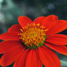 PREMIER SEEDS DIRECT - TITHONIA Torch - Mexican Sunflower 2 GRAM ~ 240 Seeds