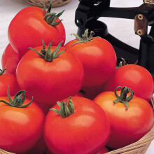 Suttons Tomato Seeds - Moneymaker, Tomato Seeds, Lycopersicon, 50 Seeds per Pack, Grown Your own, Ideal for Container, beds and Boarders and greenhou