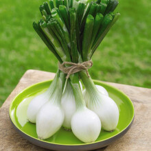 Spring Onion 'White Star' Allium Cepa Hardy Annual Vegetables Spring Summer Autumn Harvest Garden Plants Grow Your Own 1 x Seed Packet (175 Seeds) Sp