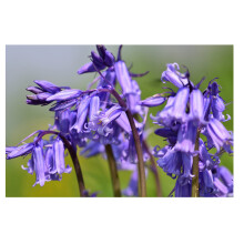 Oliwier's Bulbs 10x English Bluebell Bulbs Hyacinthoides Non-scripta Early Spring Flowering Blue Bell Shape Hardy Flower Bulbs Ready to Plan Now