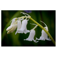 10x Spanish Bluebell Bulbs White Hyacinthoides Hispanica Early Spring Flowering Bell Shape Hardy Flower Ready to Plan Now