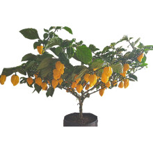 Brazilian Ghost Yellow 5 Chilli Seeds by CHILLIESontheWEB Pick and Mix Get 4 Packs for Price of 3