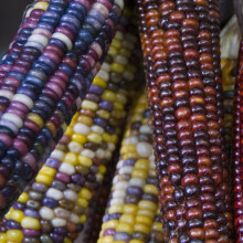 PREMIER SEEDS DIRECT - Flint SWEETCORN Fiesta - 30 Finest Seeds