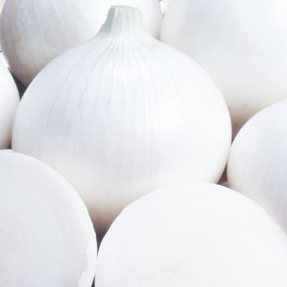 Welldales 50 Giant Sweet Spanish Onion Seeds Pack Uk Harvested Vegetables To Grow White
